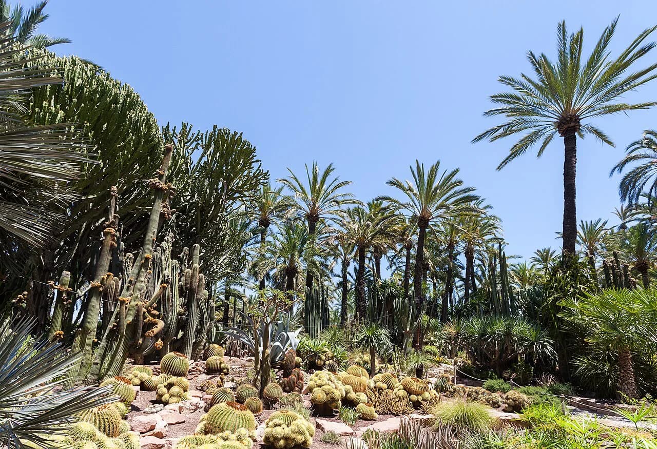 Elche Palm Grove: Visiting the Palmeral and Huerto del Cura
