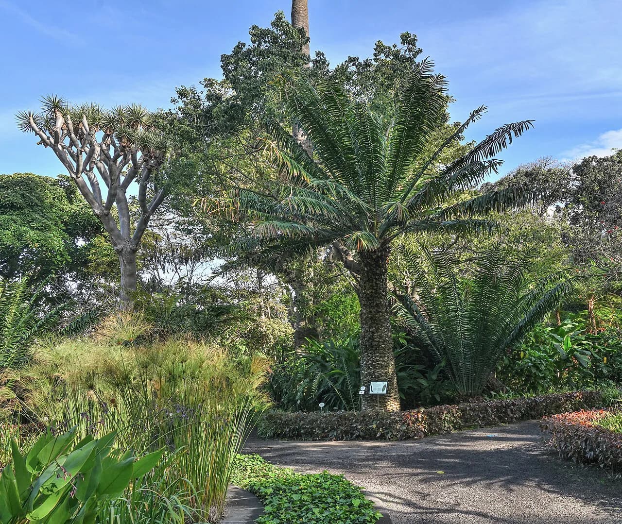 Jardín Botánico Puerto de la Cruz: Visiting the La Orotava Garden