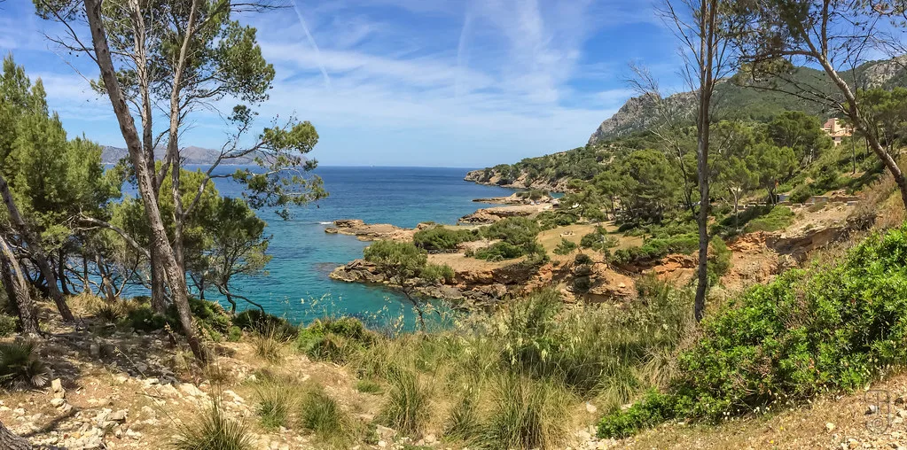 Pine-fringed coastline near S'Illot on the Alcúdia peninsula, Mallorca.
