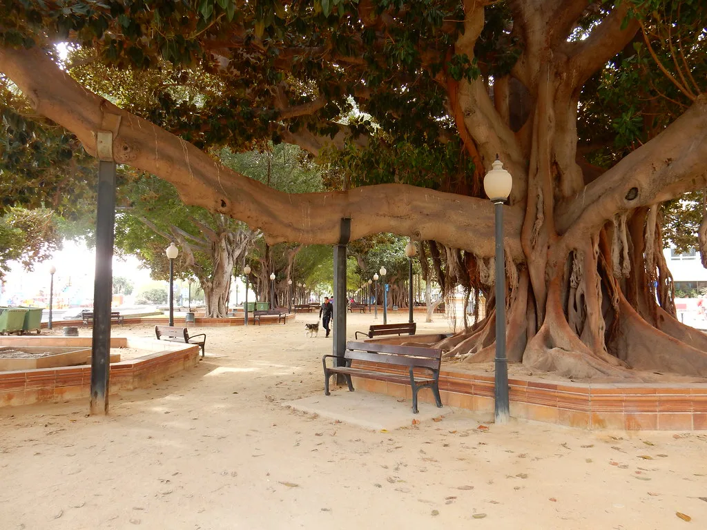 A giant ficus tree in a square in Alicante.