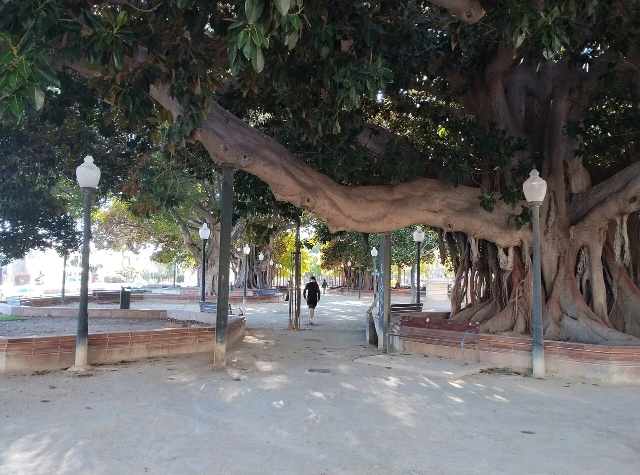 Old ficus trees along a path in the Parque de Canalejas, Alicante.