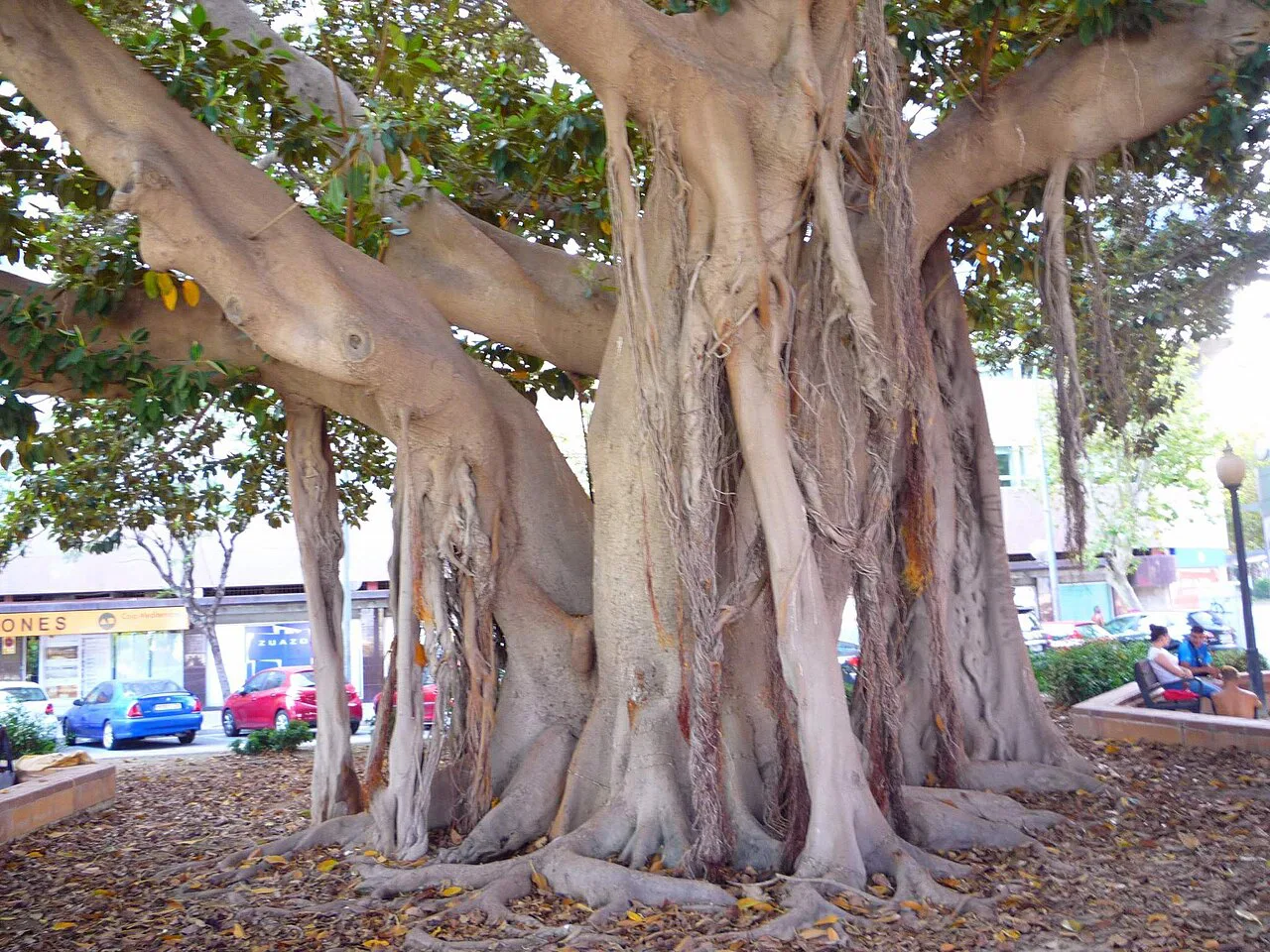 The huge trunks of ficus trees in the Parque de Canalejas, Alicante.