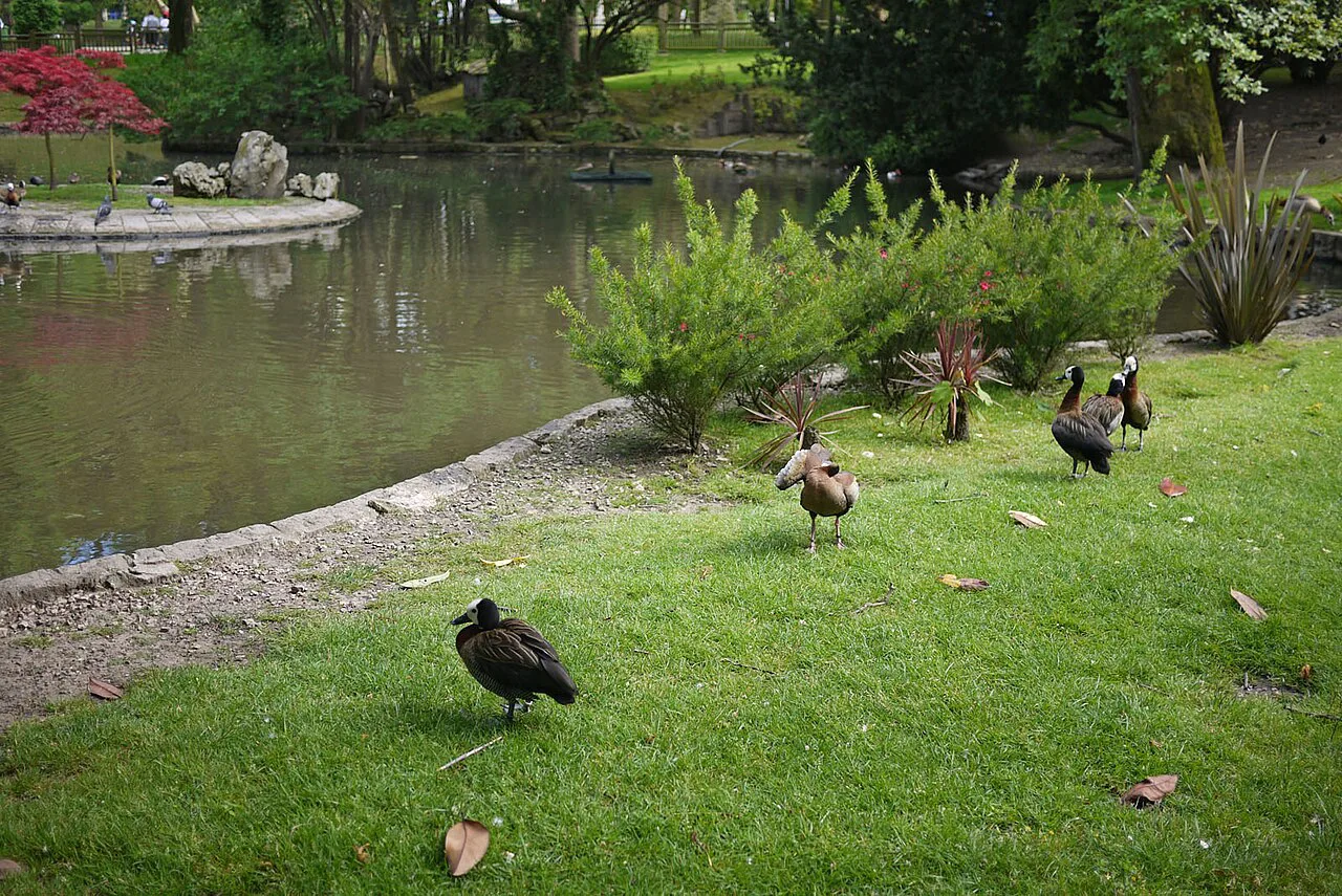 White-faced whistling ducks by the pond in Campo de San Francisco, Oviedo.