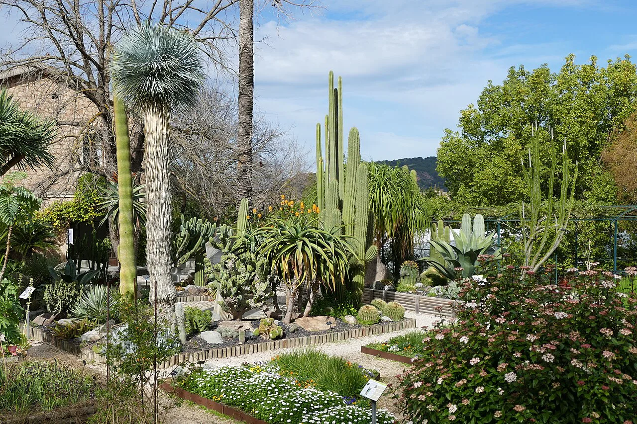 Cacti and succulents in the Jardí Botànic de Sóller, Mallorca.