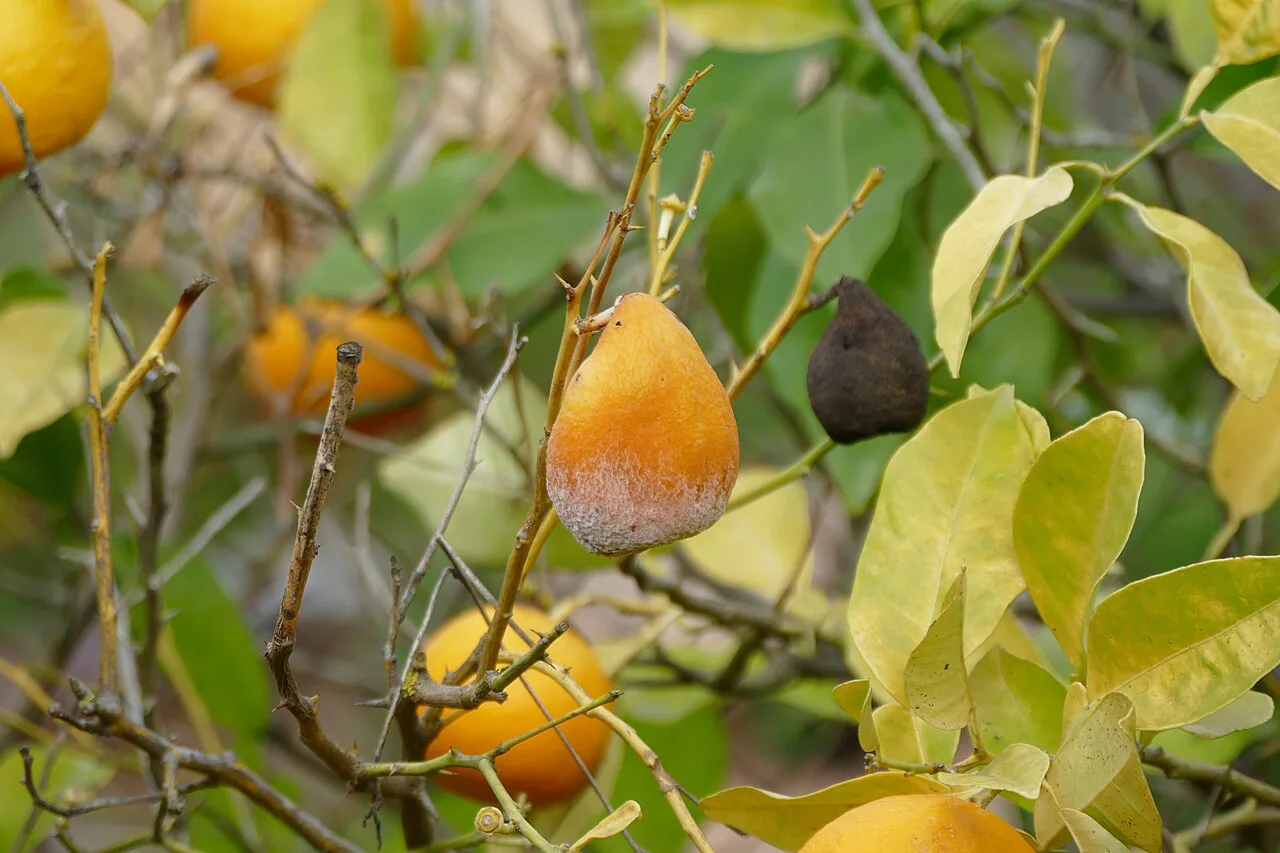 Citrus fruits in the Jardí Botànic de Sóller.