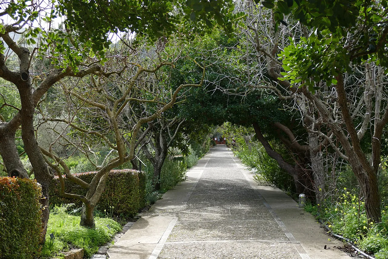 A tree-lined path in the Jardí Botànic de Sóller, Mallorca.