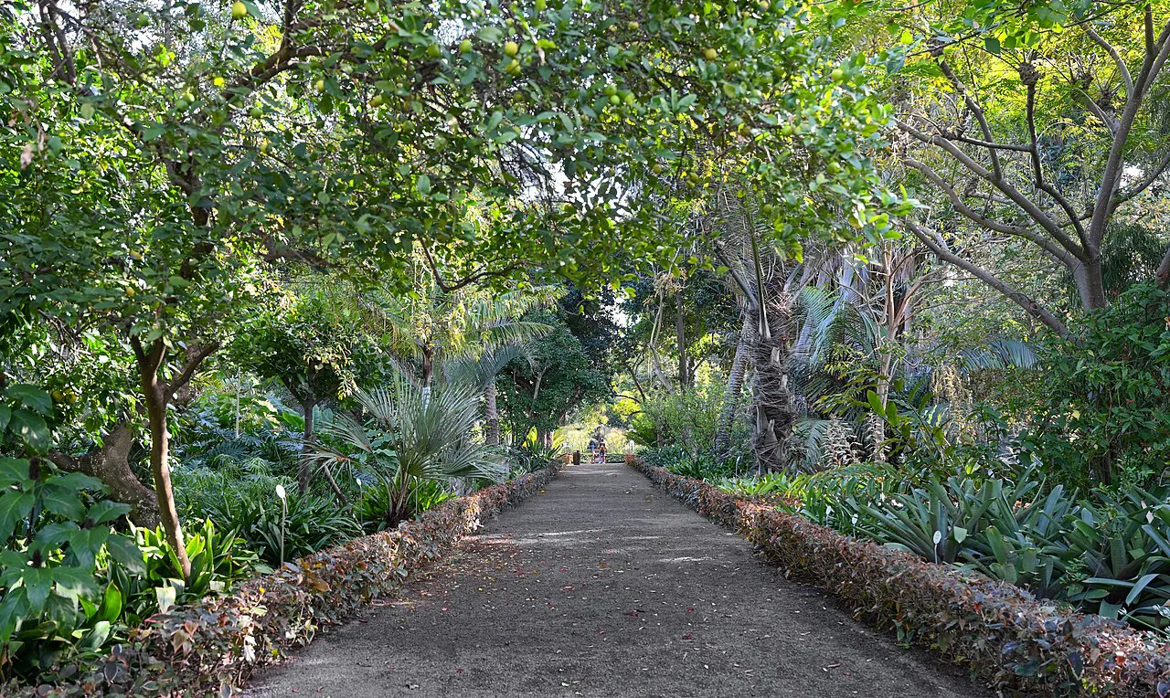 The main alley of the Jardín de Aclimatación de La Orotava, Puerto de la Cruz.