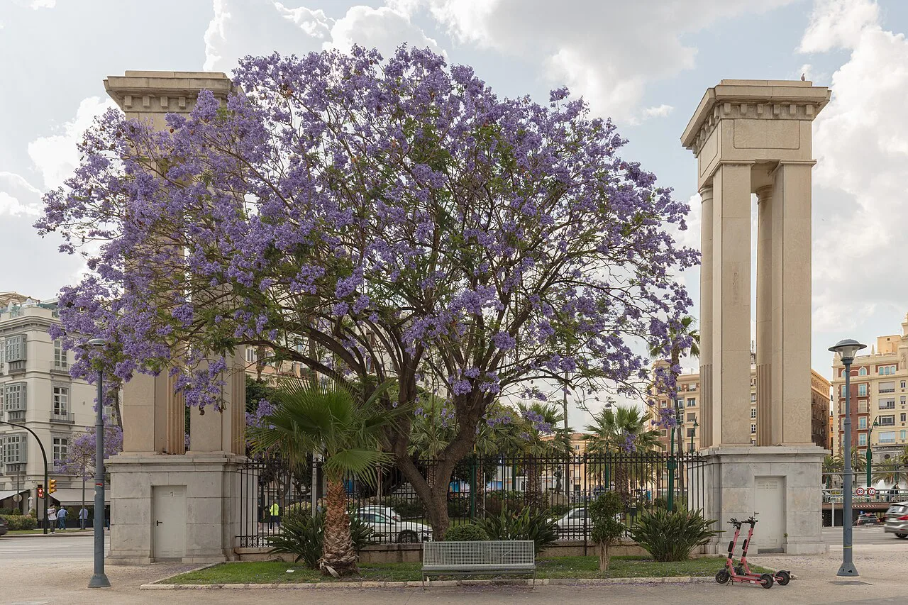 A jacaranda in bloom beside monumental columns near the port of Málaga.