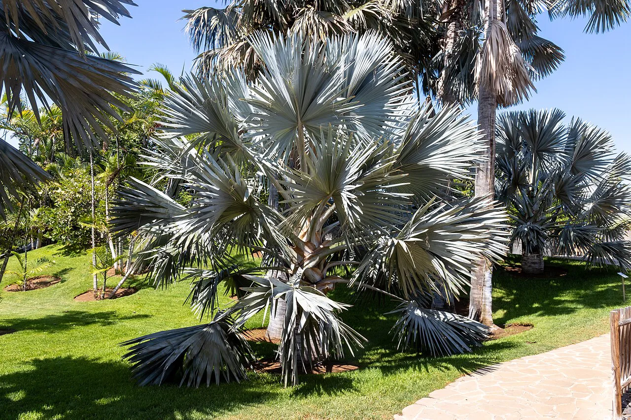 A Bismarckia palm at the Palmetum, Santa Cruz de Tenerife.