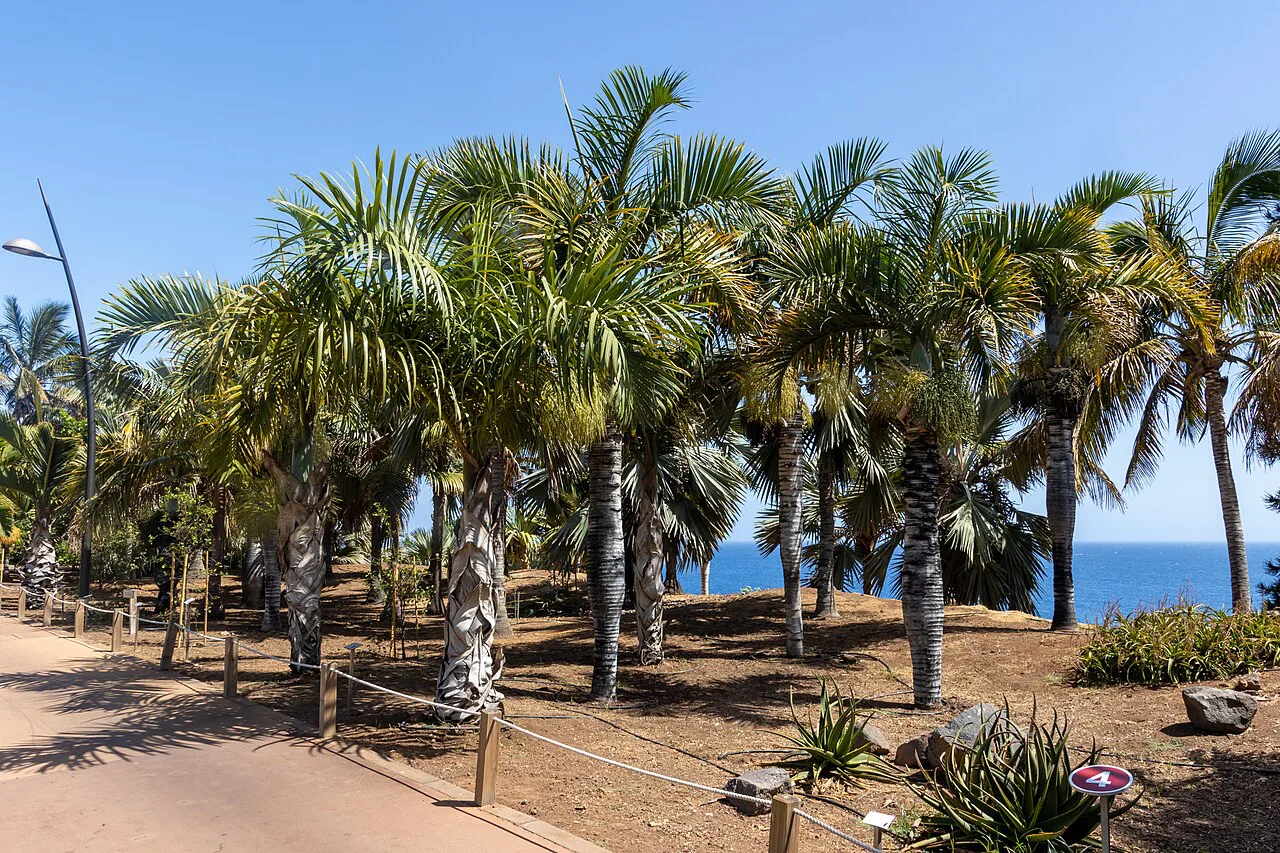 Palms above the sea at the Palmetum, Santa Cruz de Tenerife.