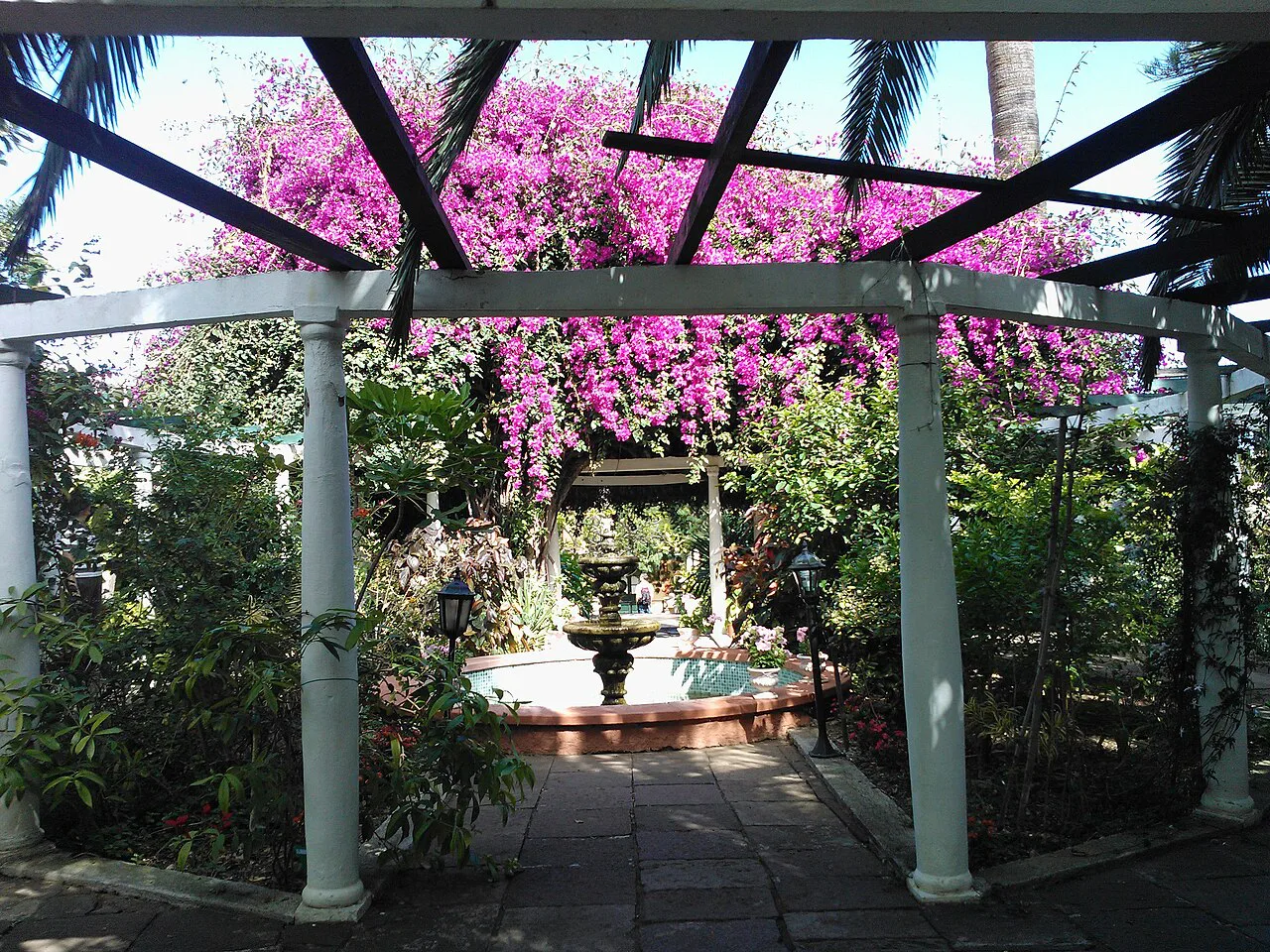 A pergola with bougainvillea in the Sitio Litre garden, Puerto de la Cruz.